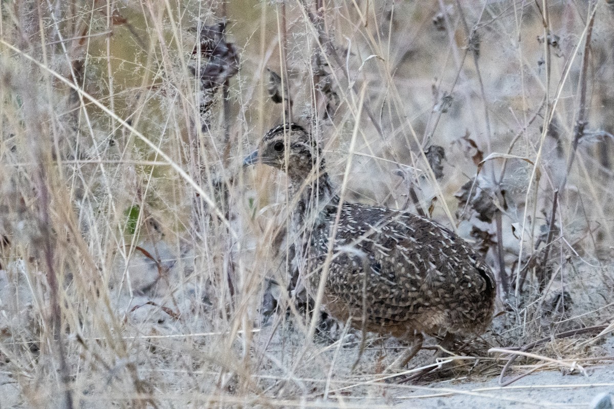 Tinamú Andino - ML643668321