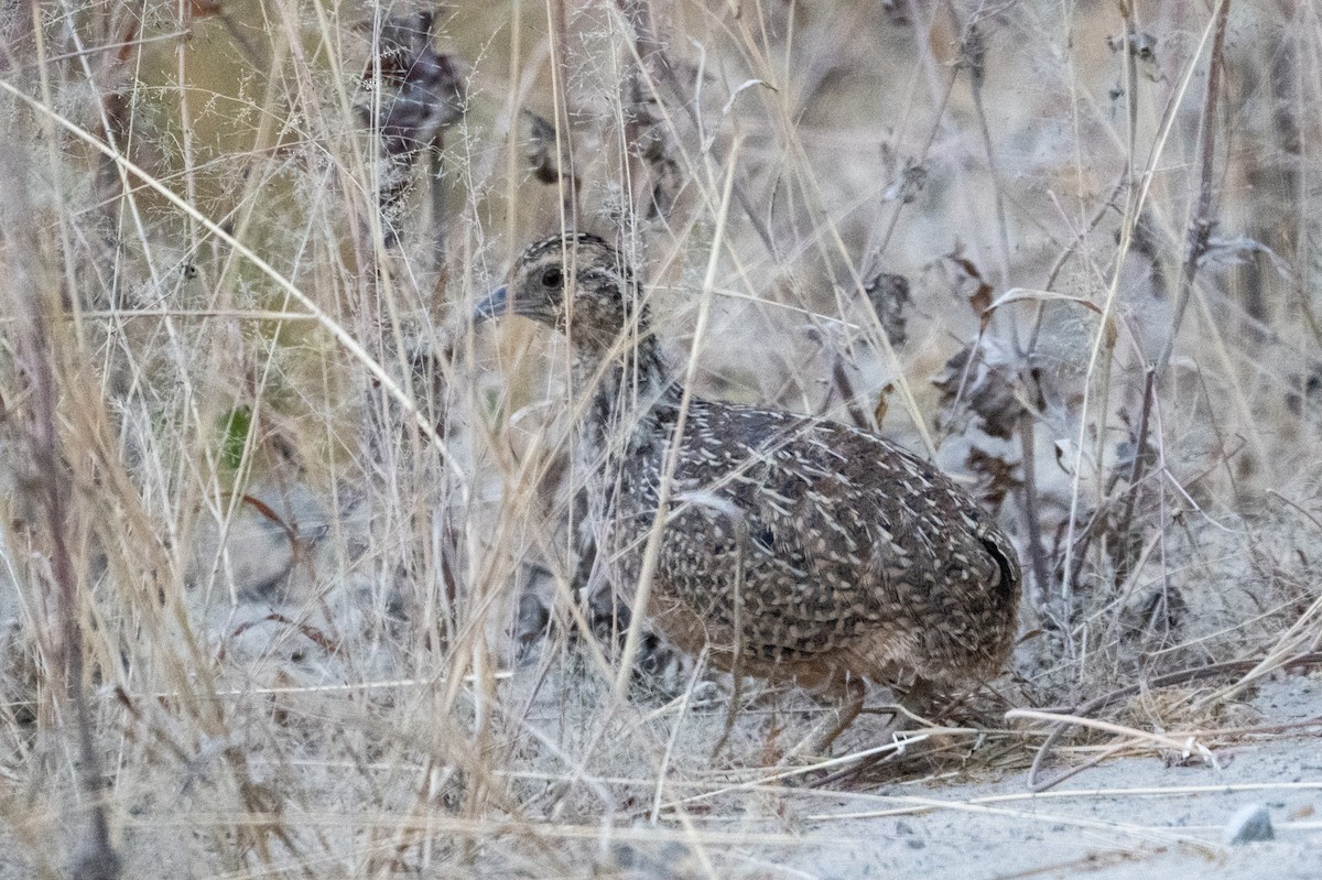 Tinamú Andino - ML643668322