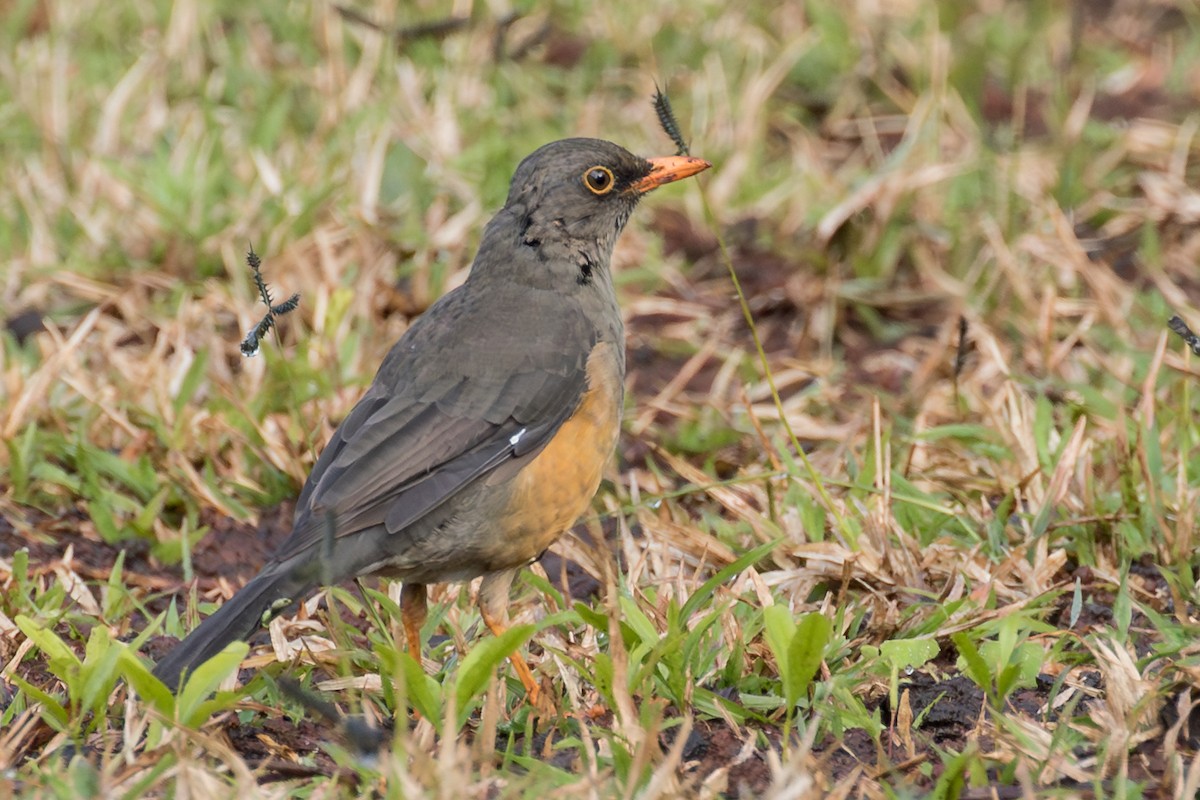 Abyssinian Thrush - ML643668351