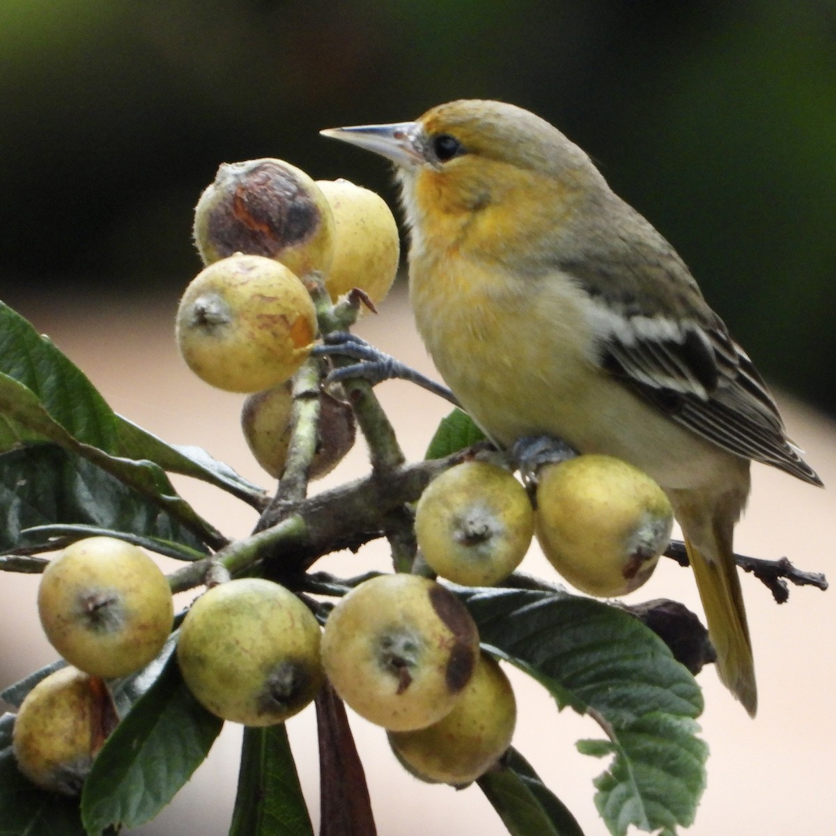 Oriole masqué - ML643668386