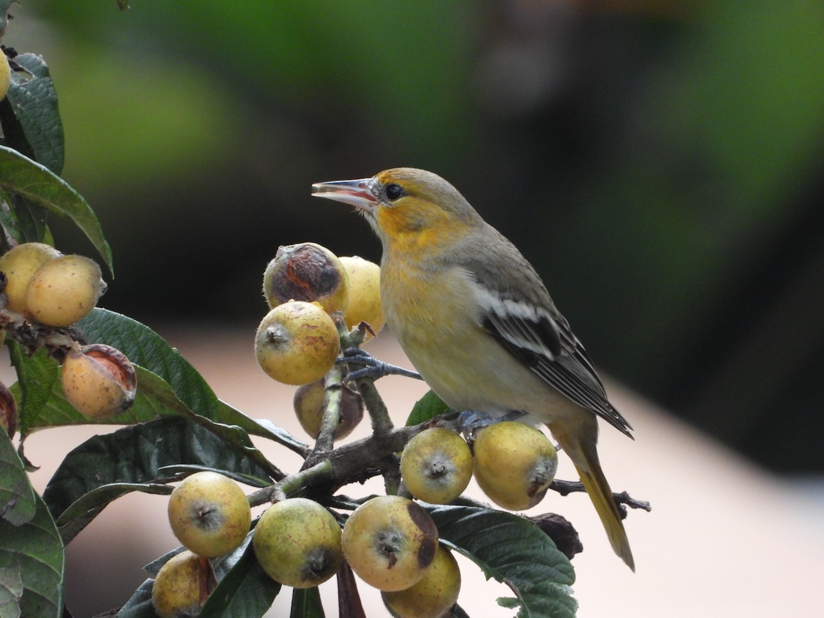 Oriole masqué - ML643668389