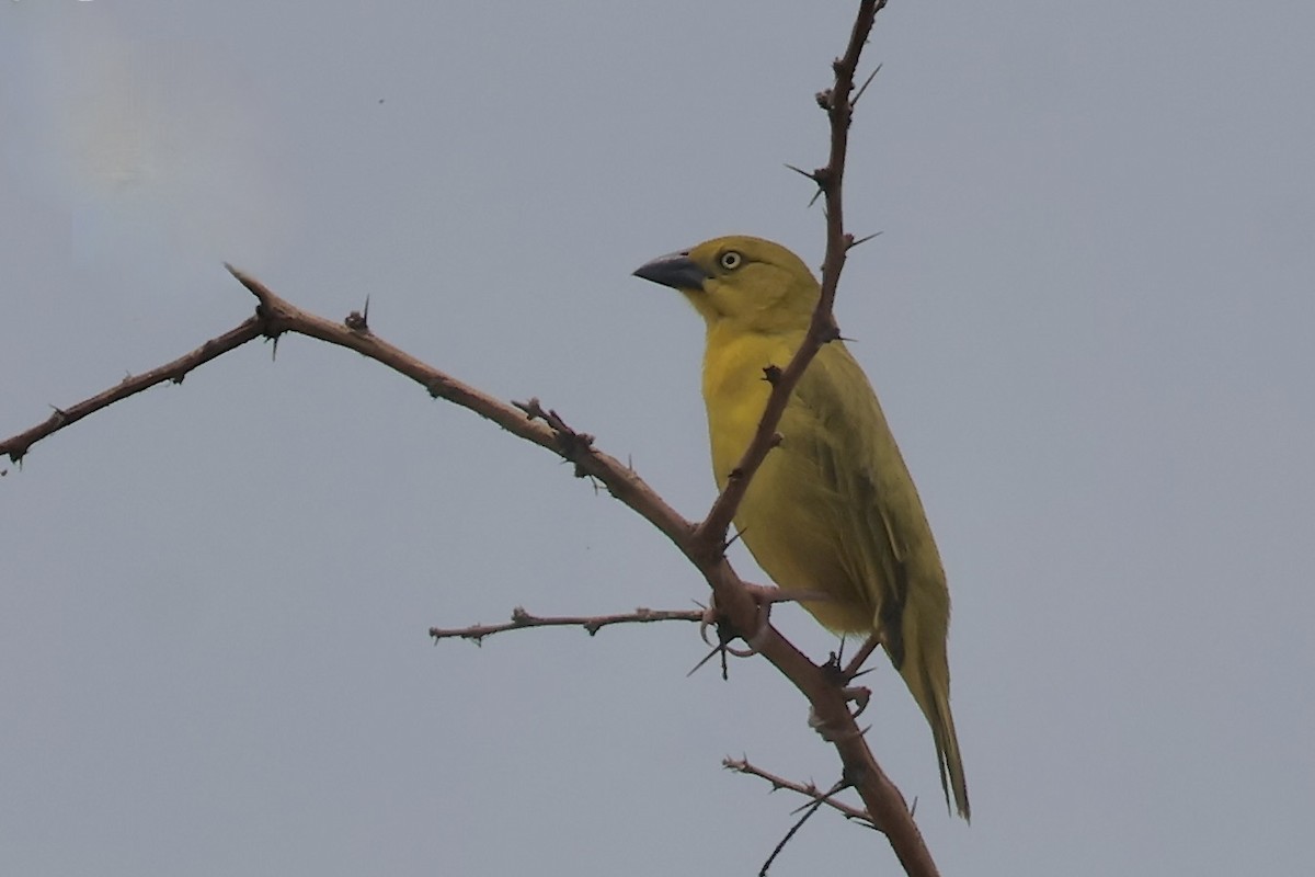 Holub's Golden-Weaver - ML643668429