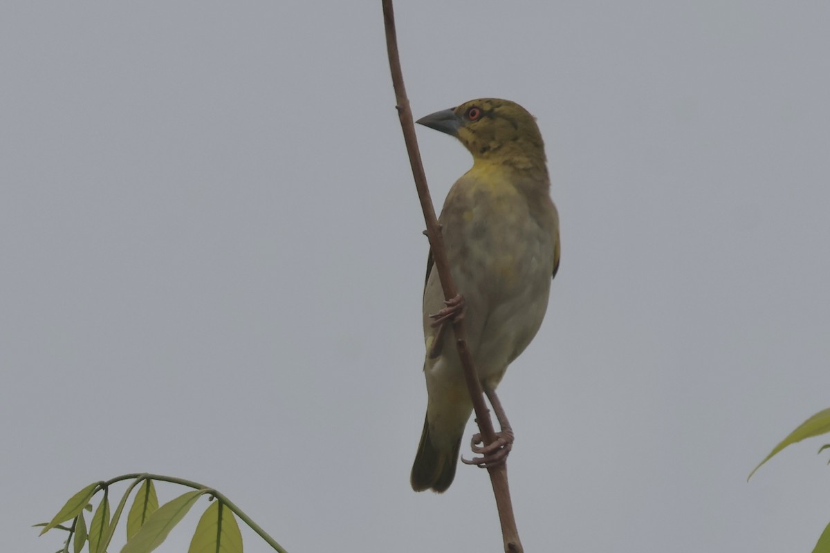 Holub's Golden-Weaver - ML643668432