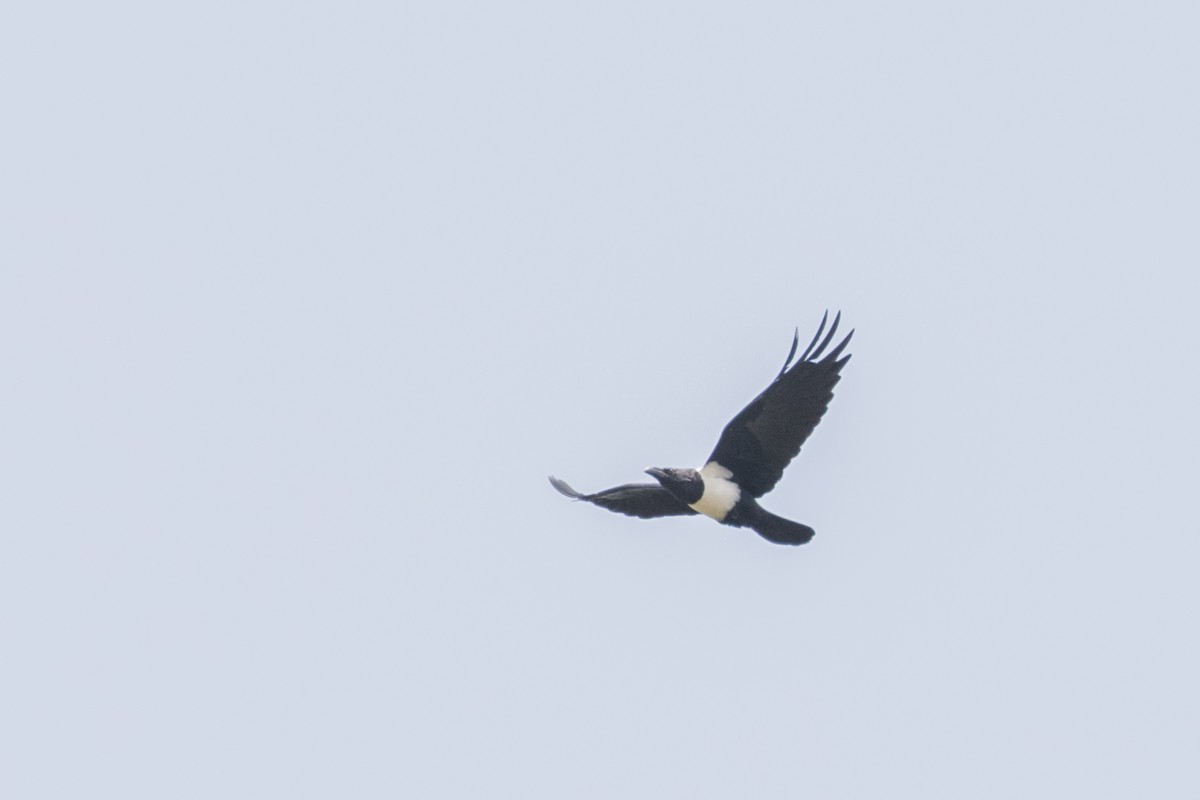 Pied Crow - ML643668433