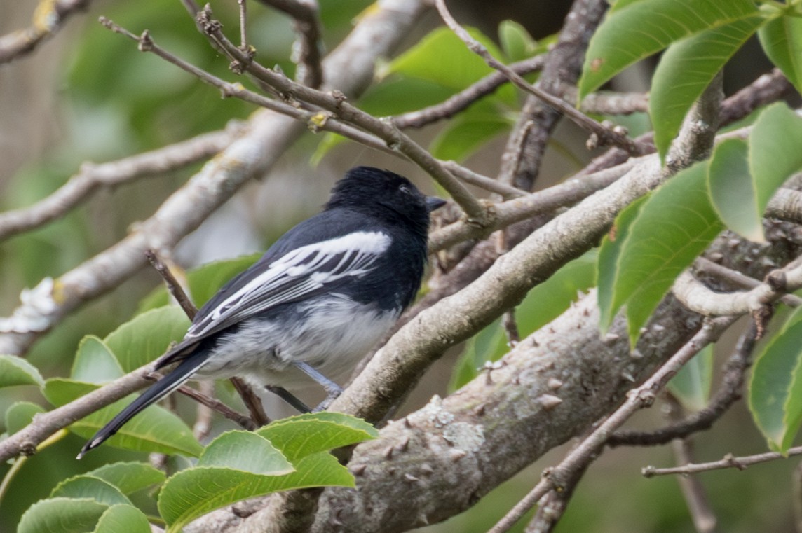 White-bellied Tit - ML643668434