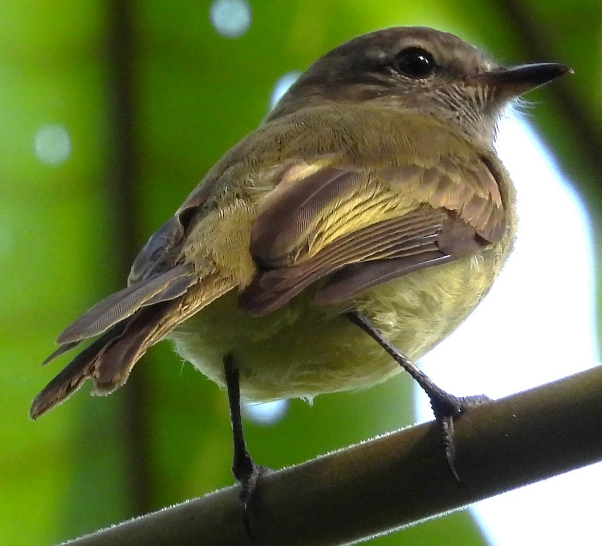 Greenish Elaenia - ML643668437