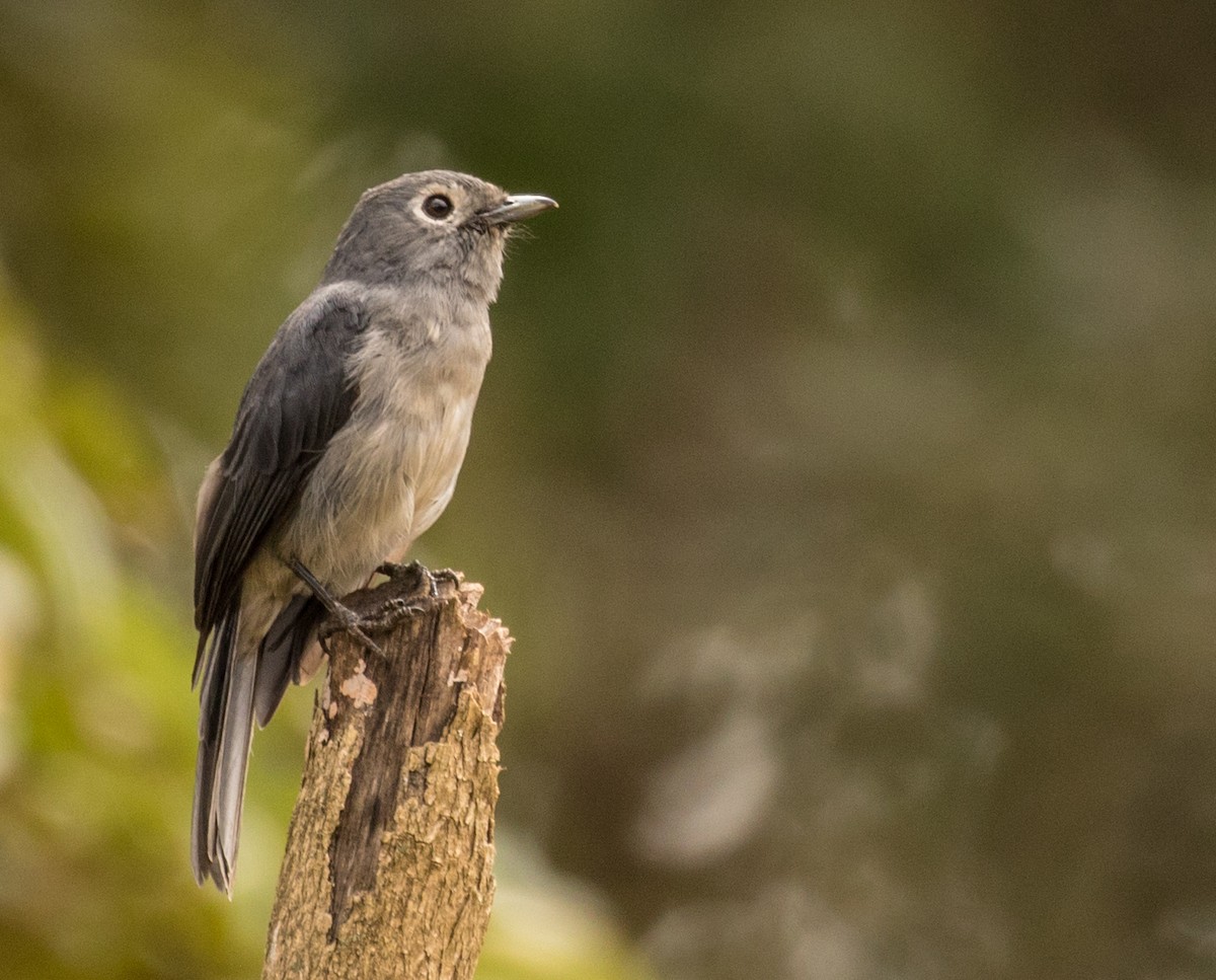 White-eyed Slaty-Flycatcher - ML643668465