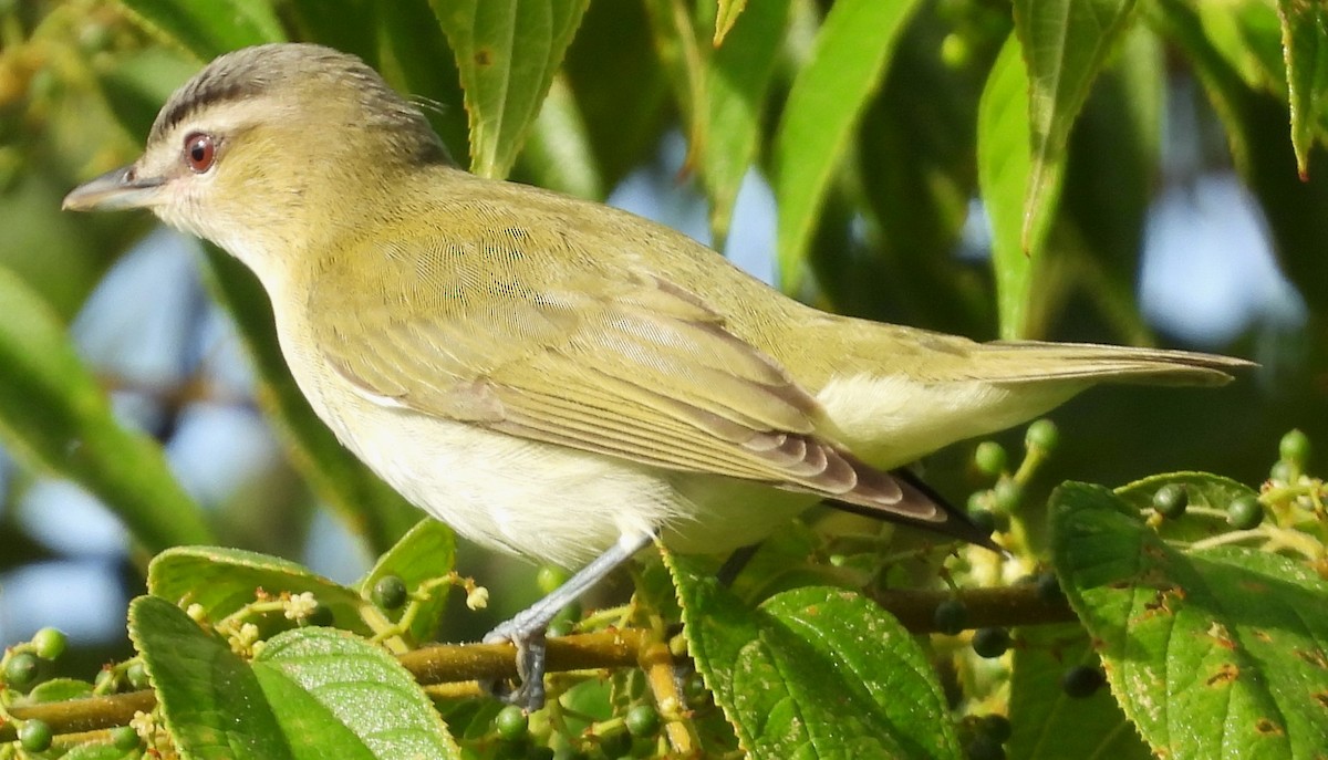 Vireo begigorria - ML643668486