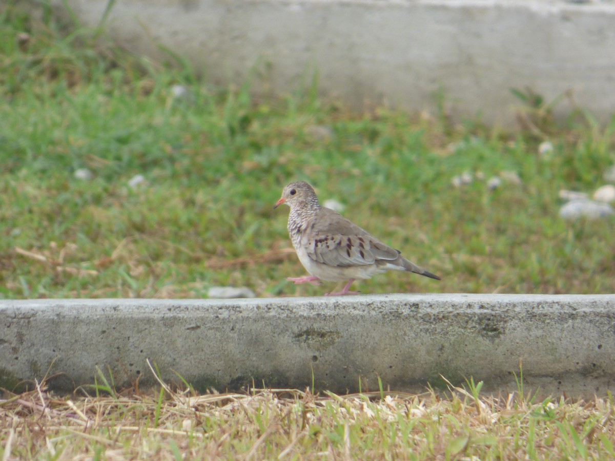 Common Ground Dove - ML643668489