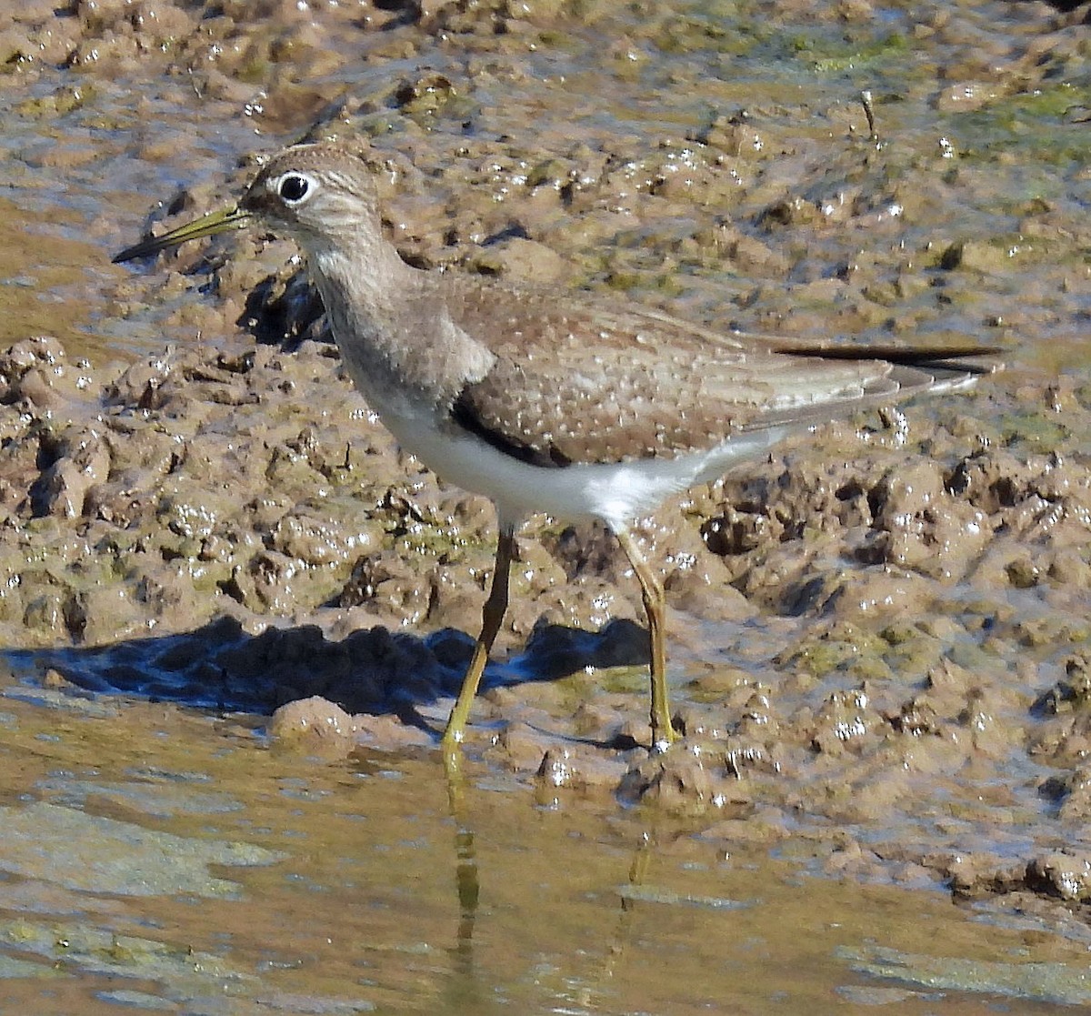 Solitary Sandpiper - ML643668497