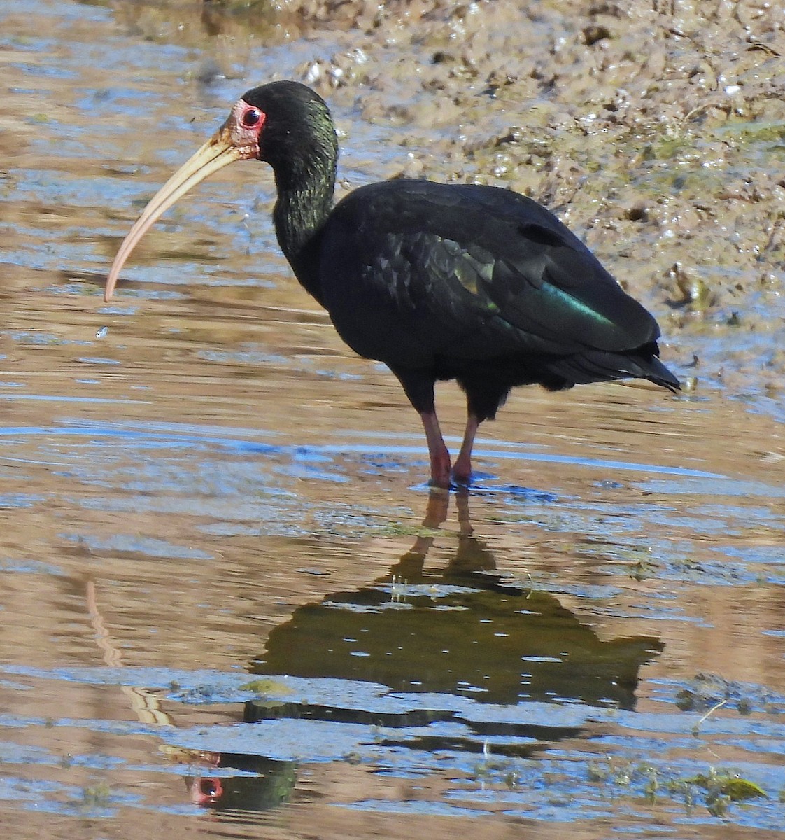 rødmaskeibis - ML643668535