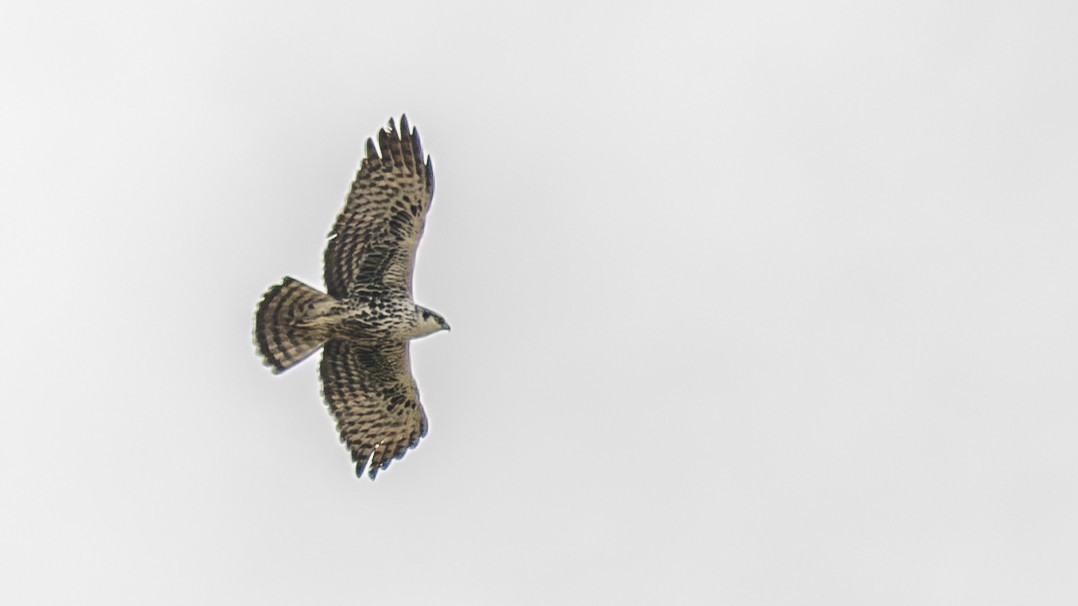 Ayres's Hawk-Eagle - ML643668550