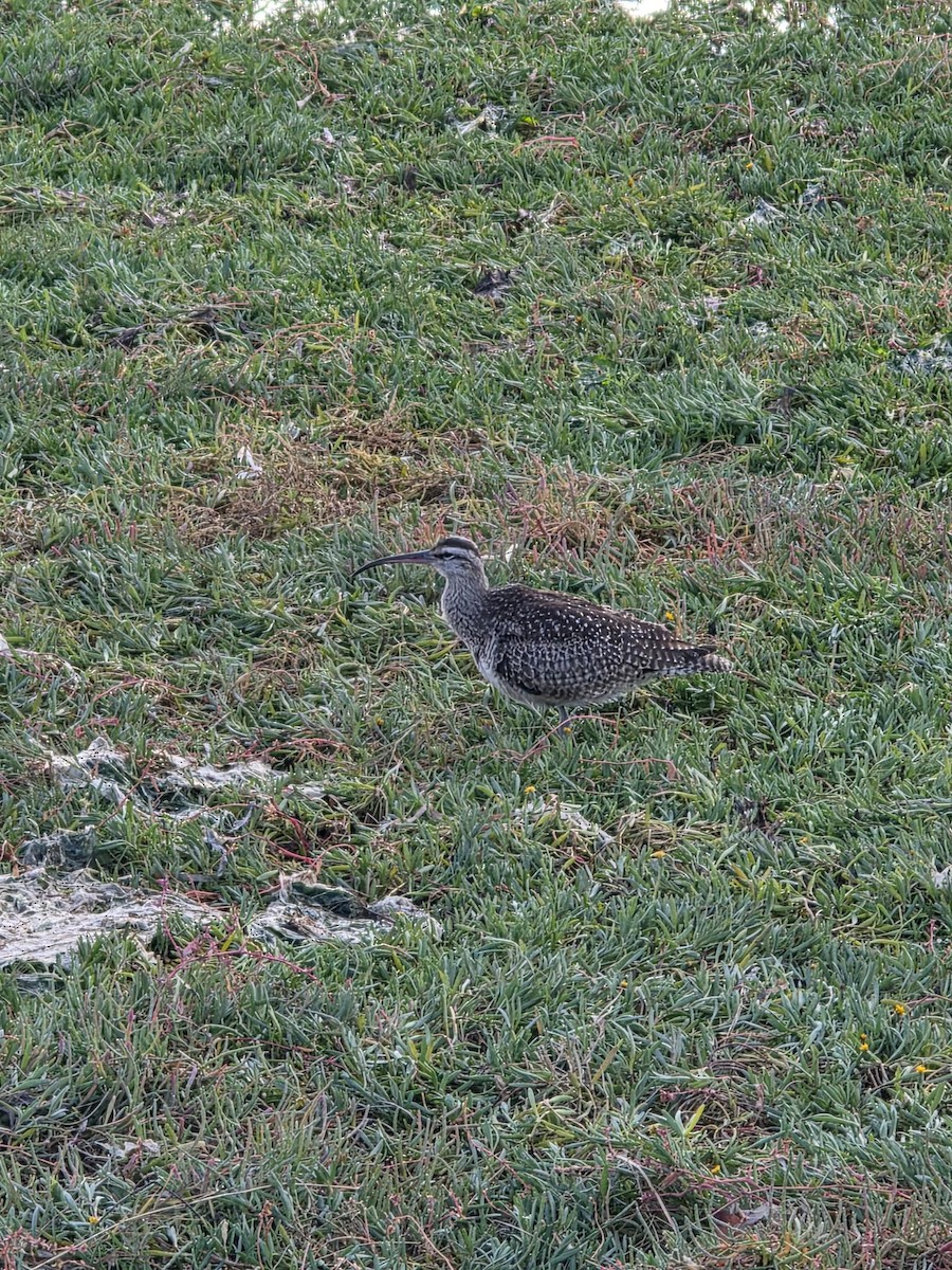Whimbrel - ML643668559