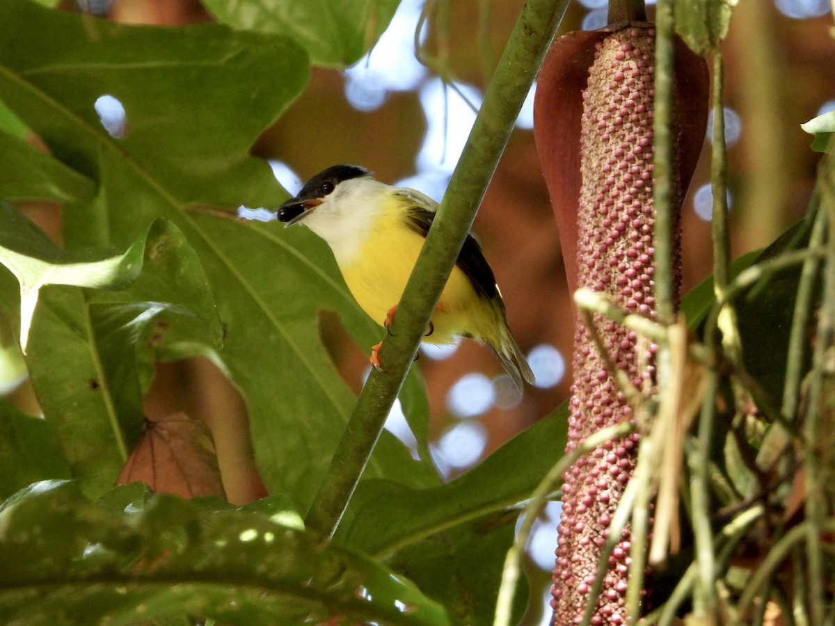 White-collared Manakin - ML643668561