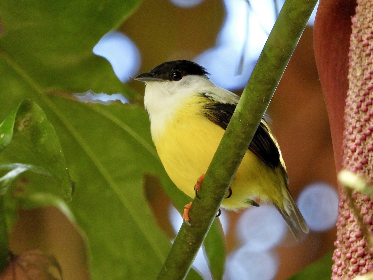 White-collared Manakin - ML643668583