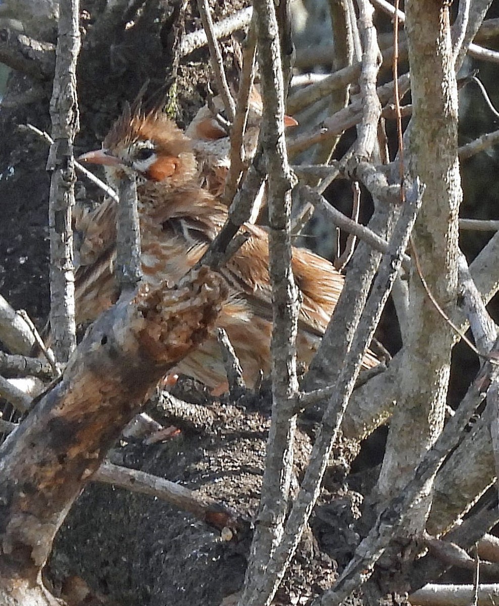 Annumbi alouette - ML643668585