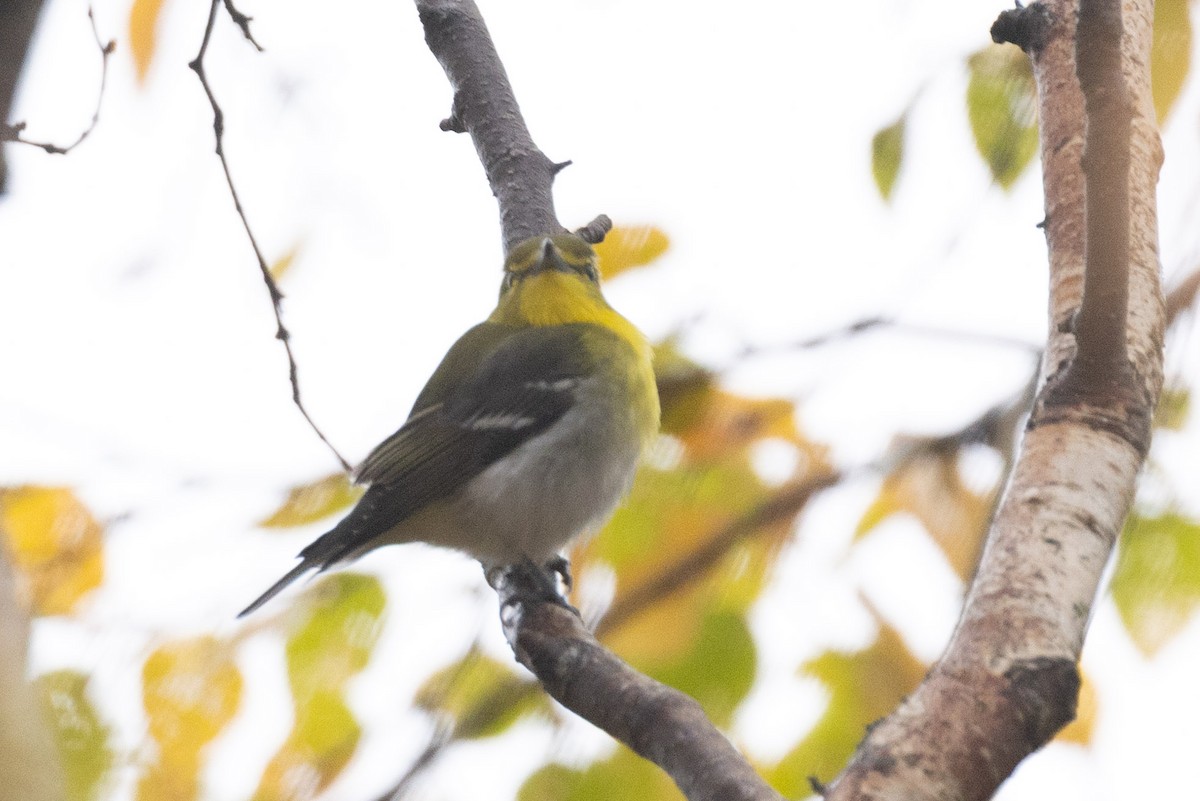 Yellow-throated Vireo - ML643668590