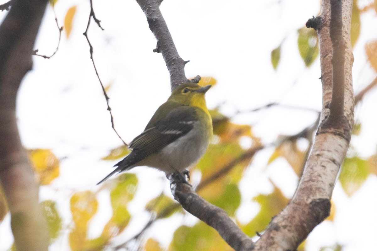 Yellow-throated Vireo - ML643668591