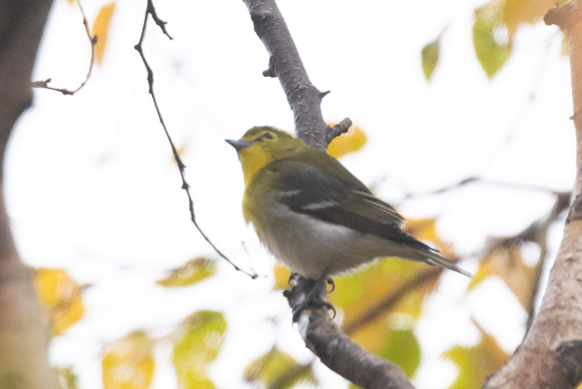 Yellow-throated Vireo - ML643668592