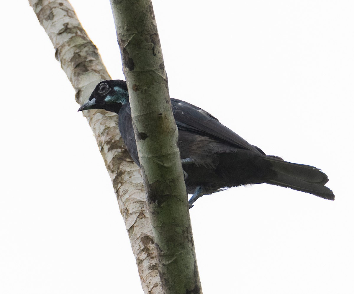 Bare-necked Fruitcrow - ML643668606