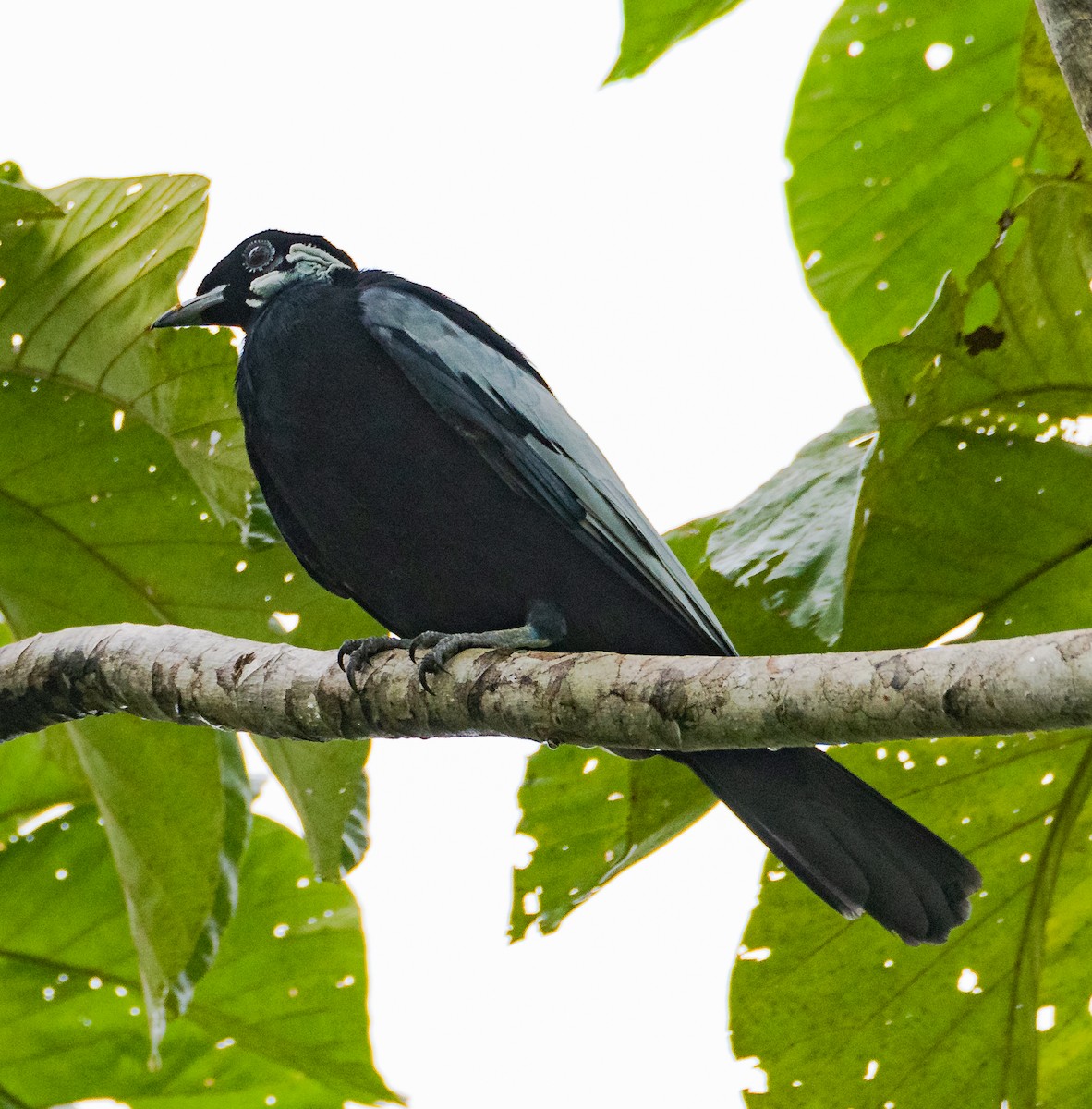 Bare-necked Fruitcrow - ML643668607
