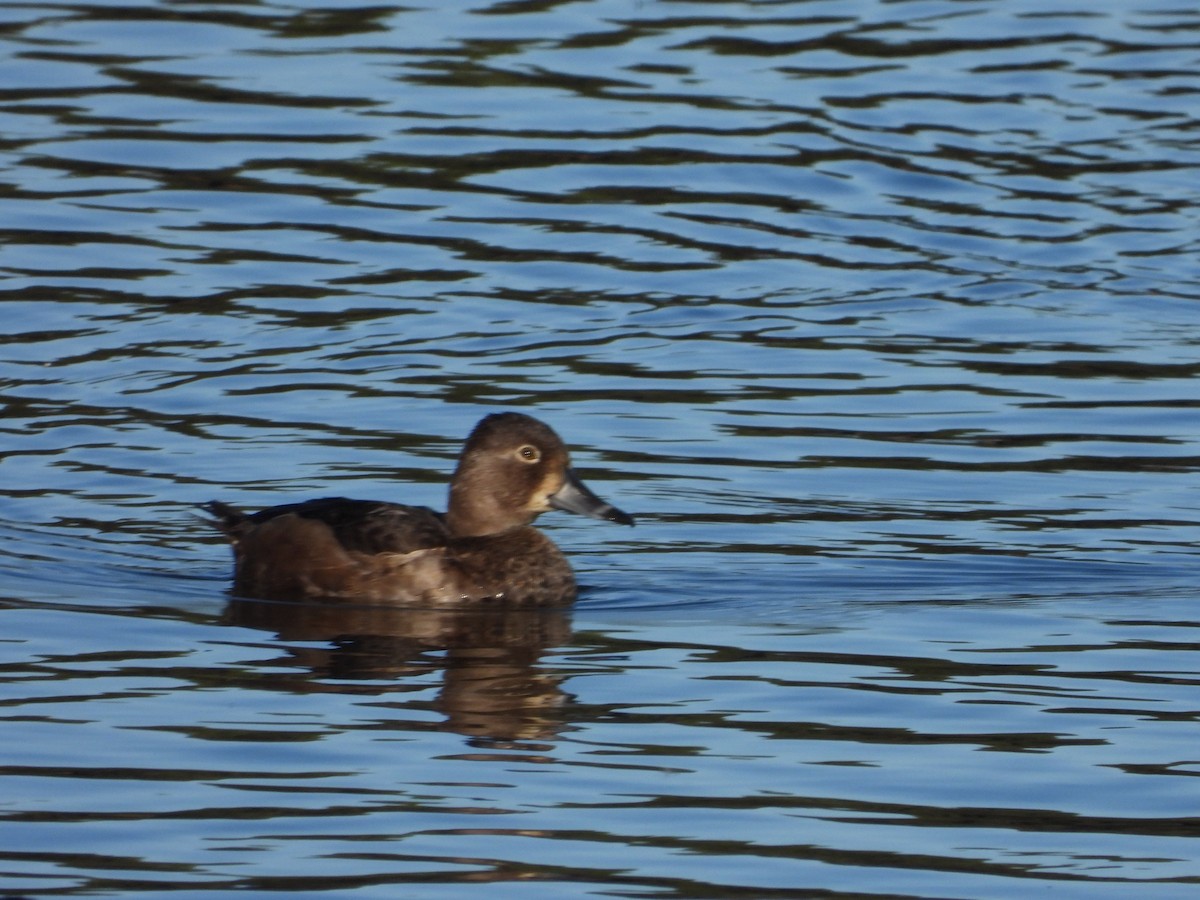 Ring-necked Duck - ML643668611