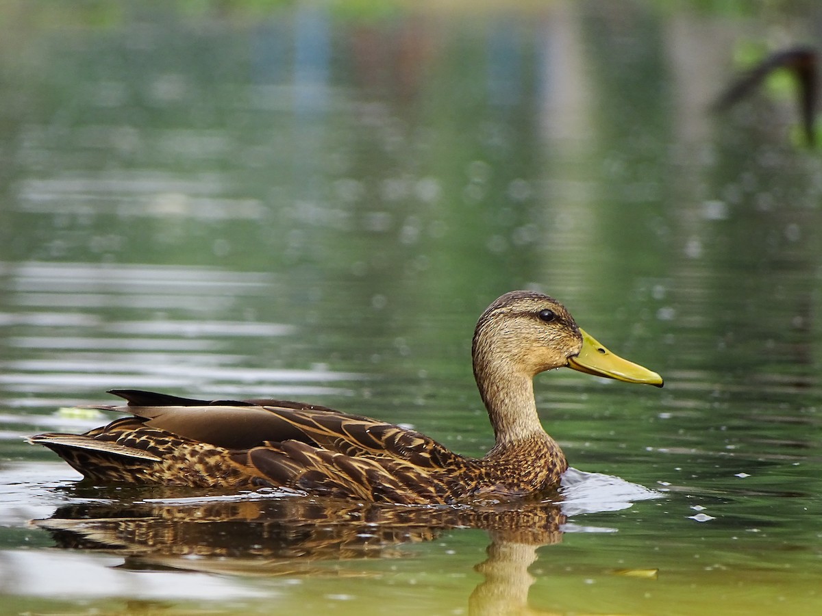 Mexican Duck - ML643668645