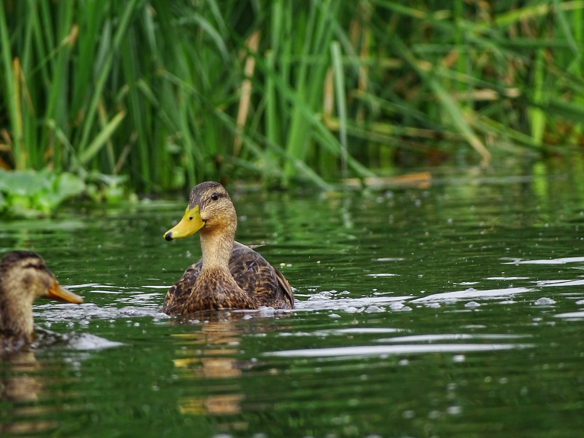 Mexican Duck - ML643668646