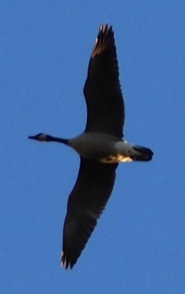 Канад галуу - ML643668665