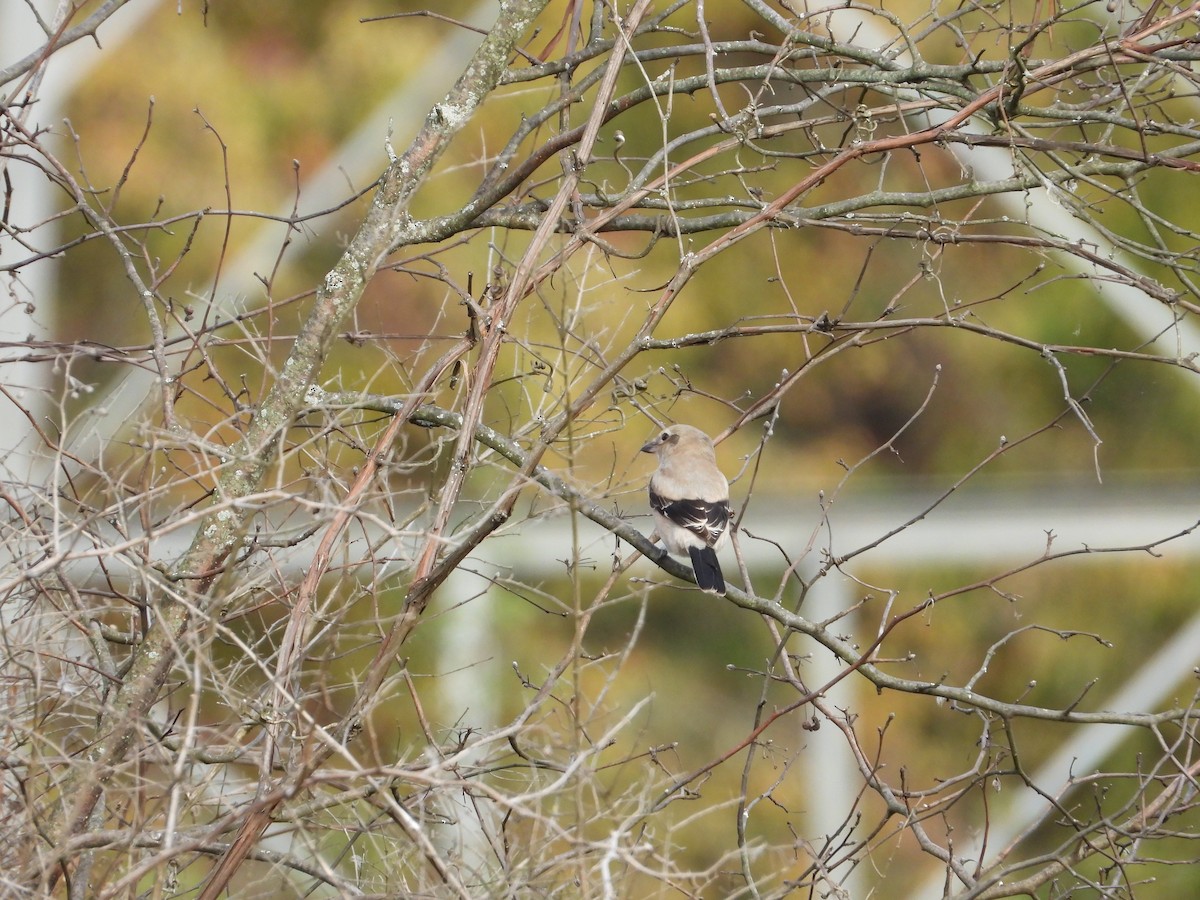 Northern Shrike - ML643668666