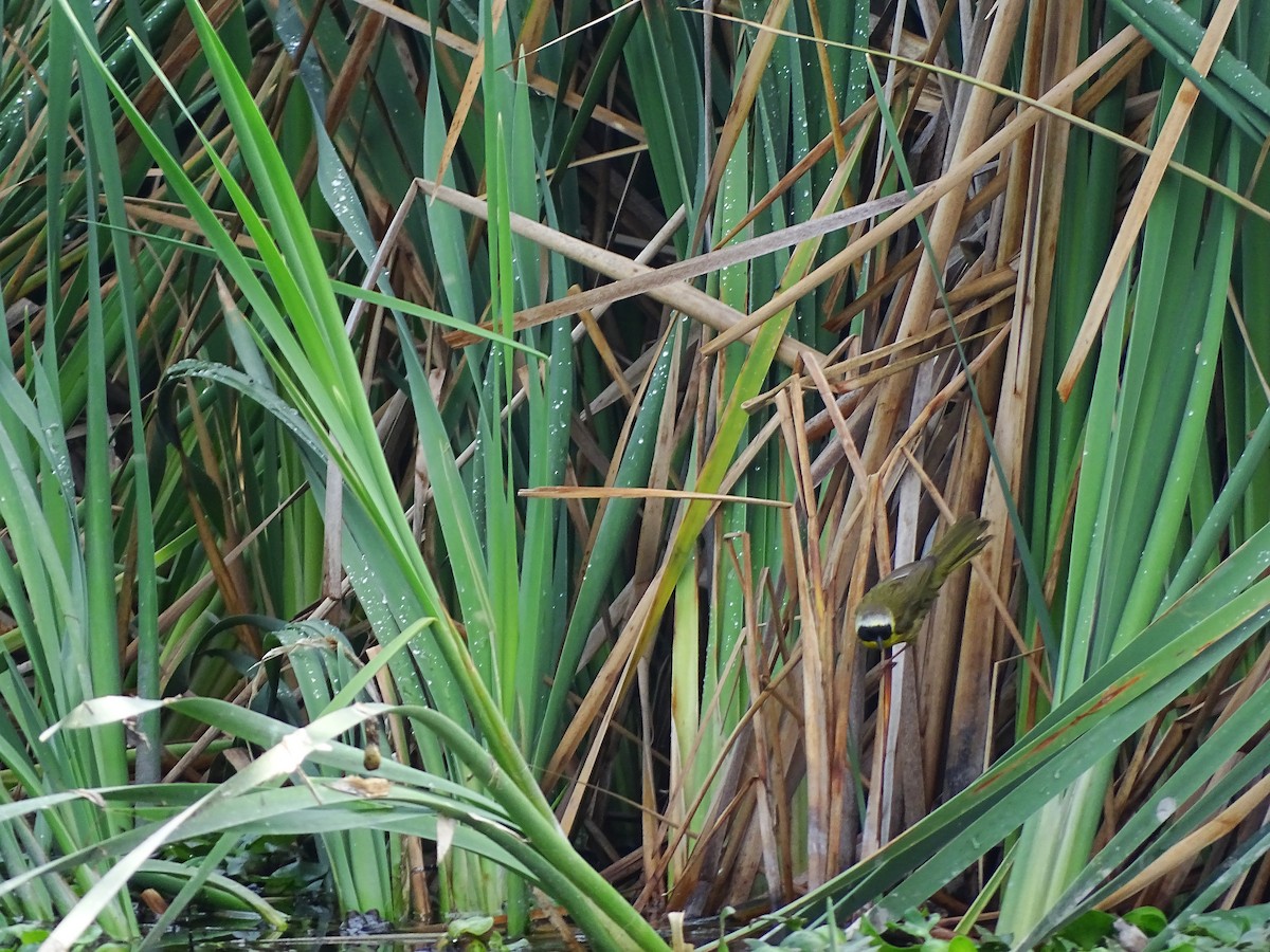 Common Yellowthroat - ML643668701