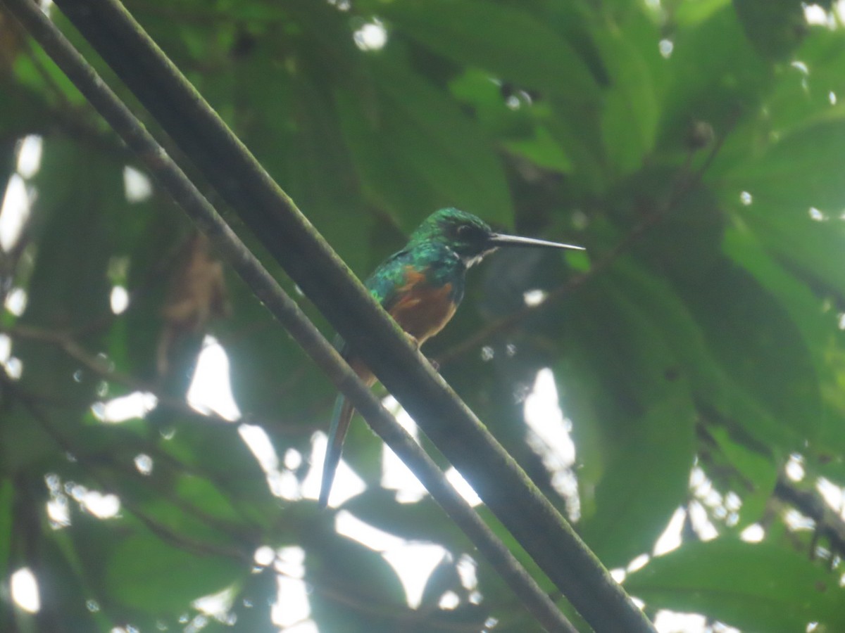Rufous-tailed Jacamar - ML643668707