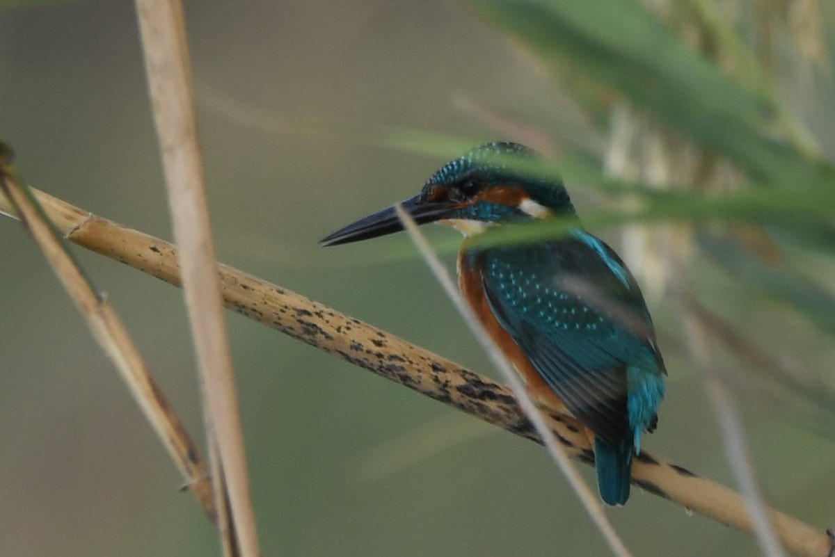 Common Kingfisher - ML643668727