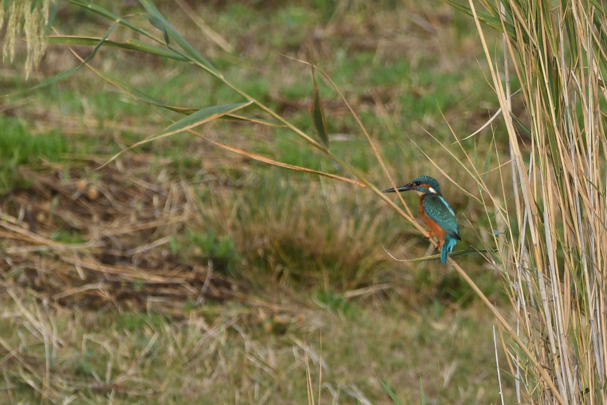 Common Kingfisher - ML643668728
