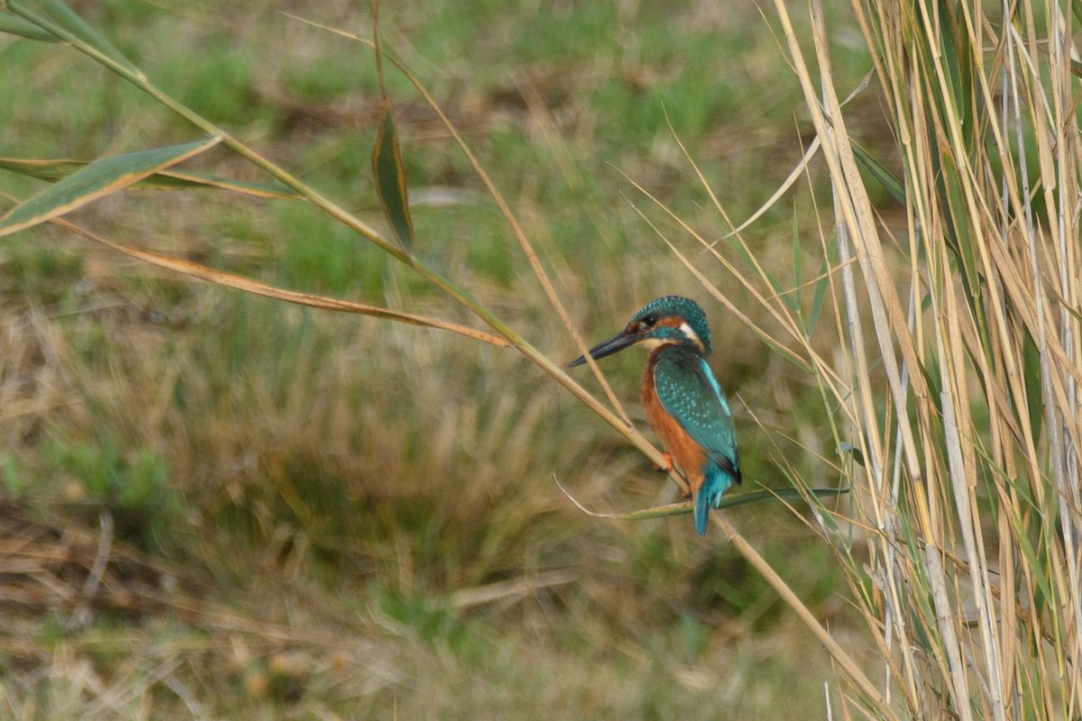 Common Kingfisher - ML643668729