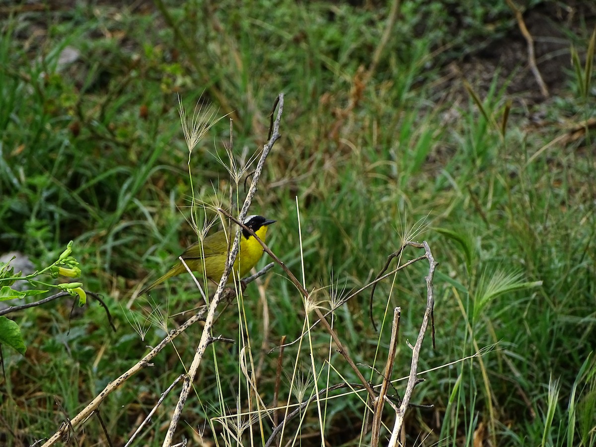 Common Yellowthroat - ML643668730
