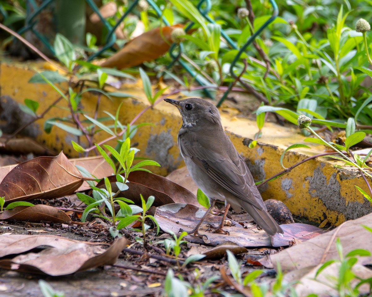 Tordo di Baird - ML643668756