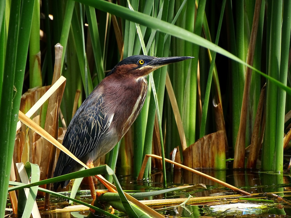 Green Heron - ML643668778