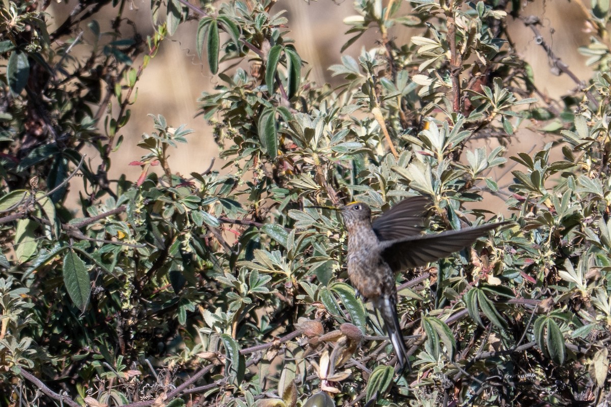 kjempekolibri - ML643668795