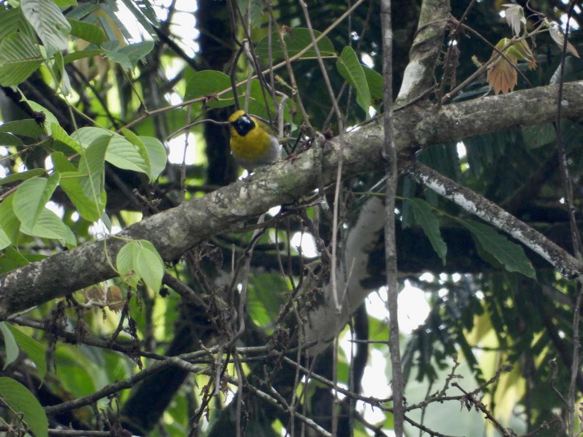 シロハラキミドリイカル - ML643668804