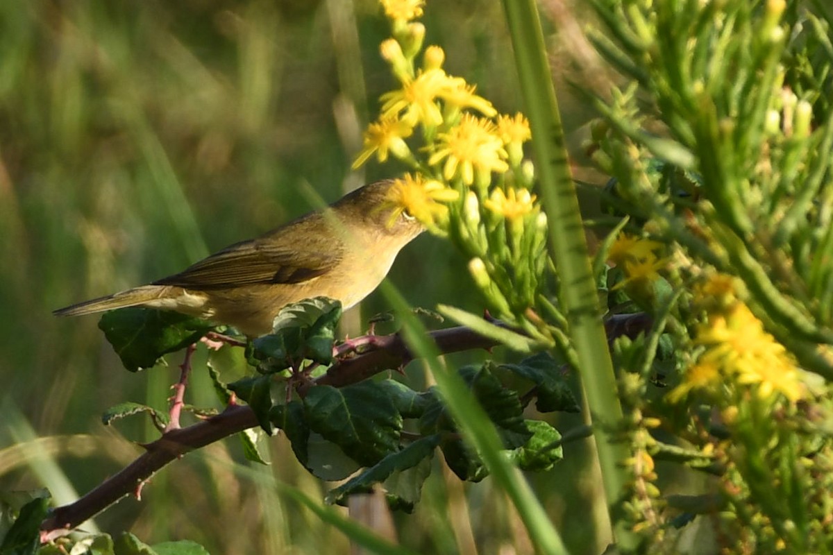 budníček menší - ML643668812