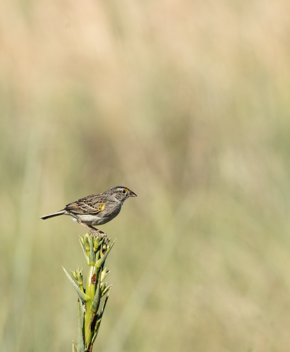 Grassland Sparrow - ML643668814