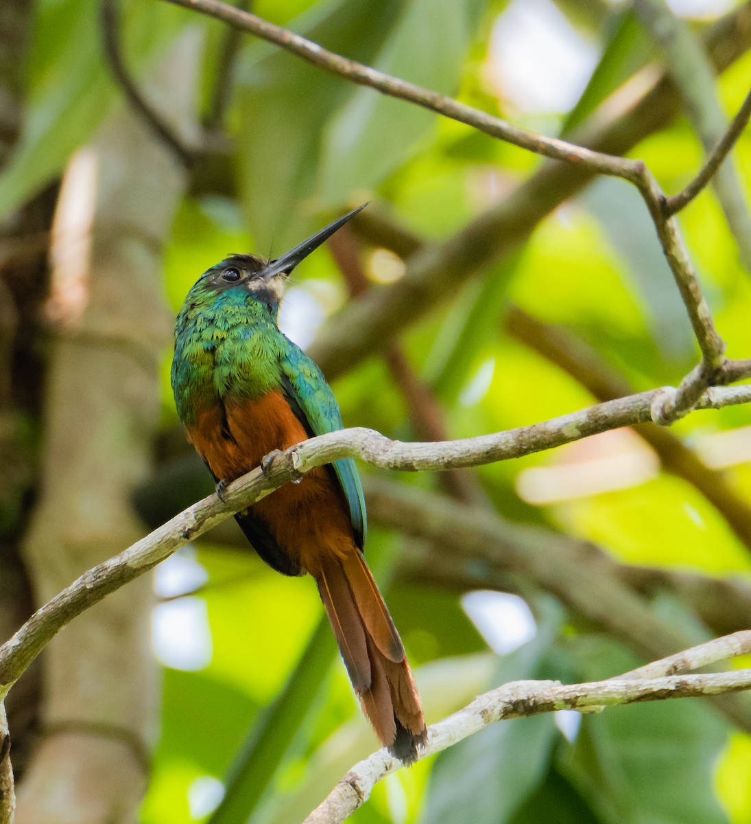 White-chinned Jacamar - ML643668820