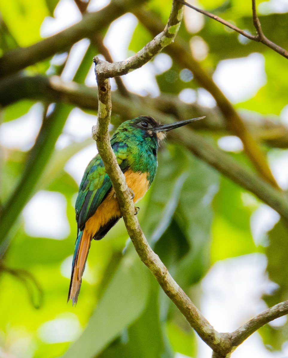 White-chinned Jacamar - ML643668821