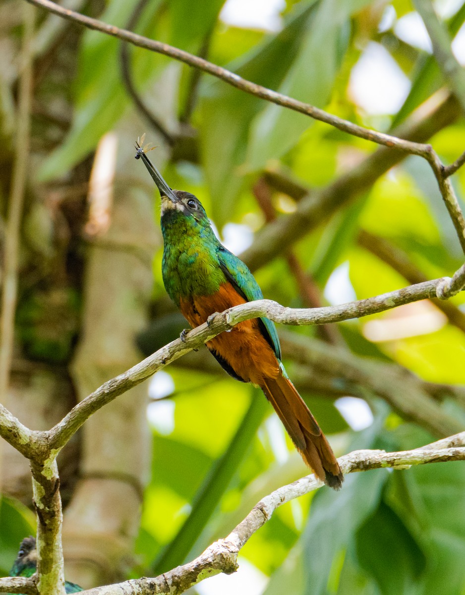 White-chinned Jacamar - ML643668822
