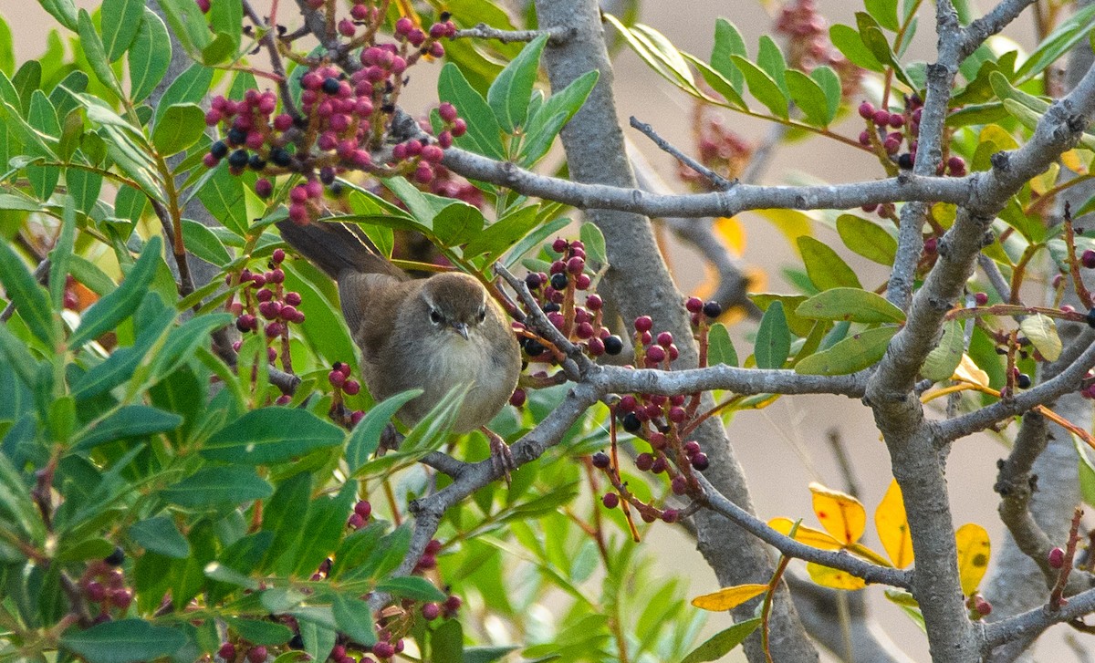 cetie jižní - ML643668823