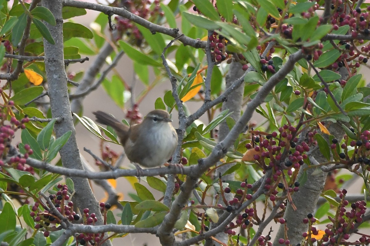 cetie jižní - ML643668824