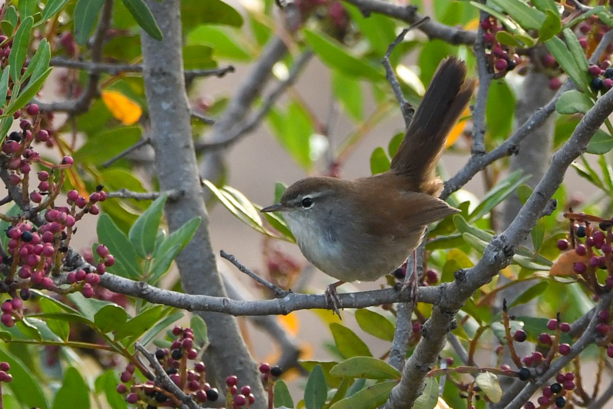 cetie jižní - ML643668825