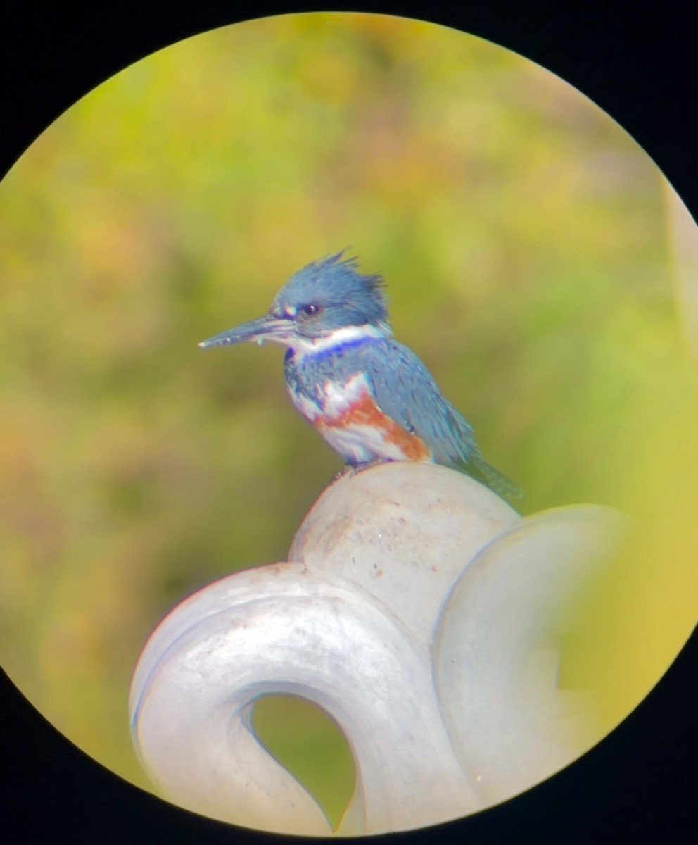 Belted Kingfisher - ML643668829