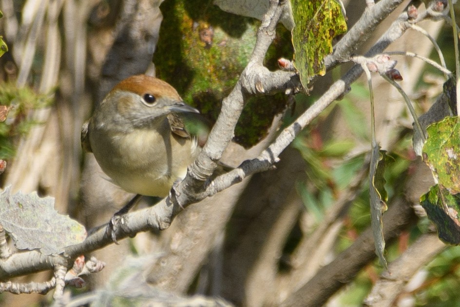 pěnice černohlavá - ML643668831